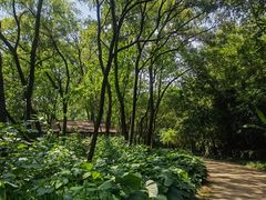 -西湖风景区-江洋畈生态公园