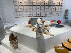 -柴务处·柴犬主题狗咖