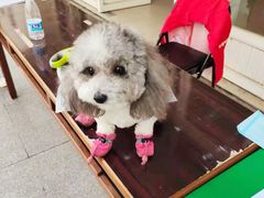 -艾吉宠物医院·疑难杂症转诊中心·猫友好(碧江路院)
