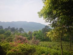 -南山植物园
