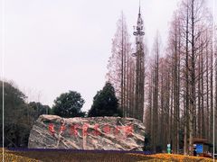 -东平国家森林公园