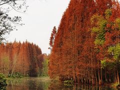 -桤木河湿地公园