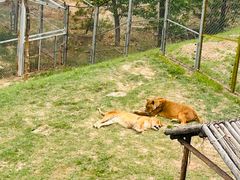 -青藏高原野生动物园