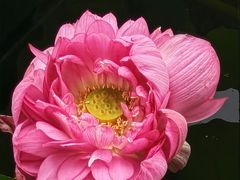 -荔湾湖公园