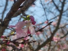 -天适樱花悠乐园