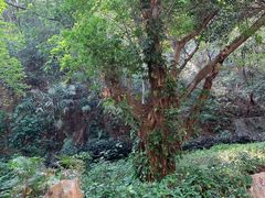 -广州市白云山风景名胜区