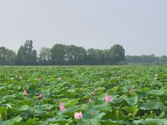 -微山湖红荷湿地景区