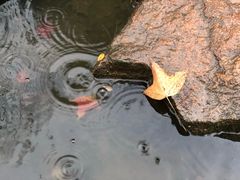 -裕兴记(东门町店)