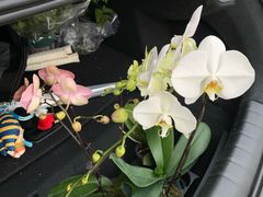 -龙大花卉苗木市场