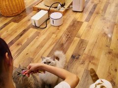 -袖虎·猫馆(体育西路店)