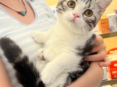 -钦宠·猫咪售卖·洗护·寄养(东圃旗舰店)