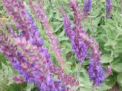 -永定河休闲森林公园