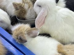 -溪岸路花鸟市场