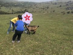-大姆山草场