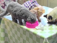 -猫小院猫主题餐厅(南锣旗舰店)
