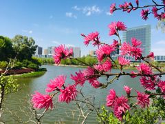 -大兴滨河森林公园