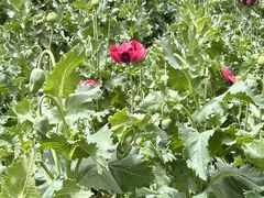 -国家植物园南园