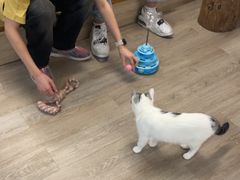 -柴迷FANS CLUB·柴犬狗咖·猫咖