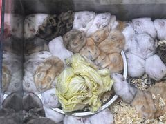 -双季花艺园艺市场(浦东店)