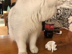 -猫小院猫主题餐厅(三里屯店)