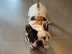 -Again Coffee Roaster(香蜜湖店)