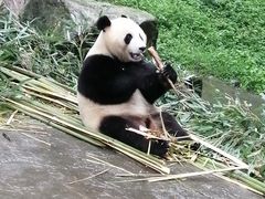 -都江堰中华大熊猫苑