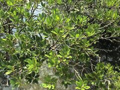 -北海金海湾红树林生态旅游区