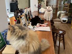 -有猫主题·治愈系猫咖(曾厝垵店)