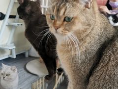 -喵屿·大理花园猫咖