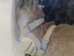 -全心全意连锁动物医院·微创中心·内科急重症·心脏专科(丰管路店)