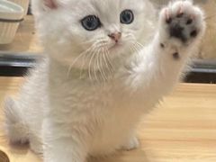 -袖虎·猫馆(体育西路店)