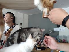 -平行世界·猫咖(首经贸店)