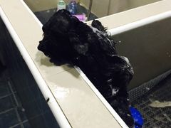 -思宇宠物医院