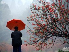 -南国桃园旅游度假区