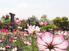 -广东花都香草世界旅游度假区