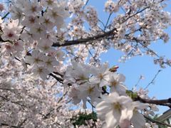 -武汉大学-樱园