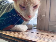 -猫在这儿猫咪咖啡馆·撸猫馆