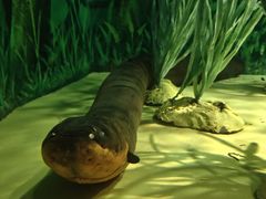 -上海海洋水族馆