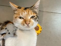 -Again Coffee Roaster(香蜜湖店)