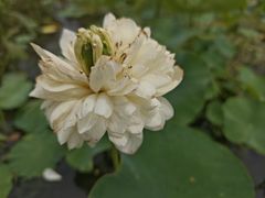 -白洋淀景区
