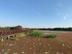-荷塘月色湿地公园·向阳花洲