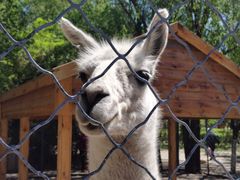 -长白岛森林公园