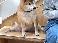-是阿柴呀！柴犬咖啡·爱喵喵猫咖