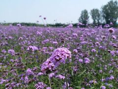 -北京东方普罗旺斯薰衣草庄园