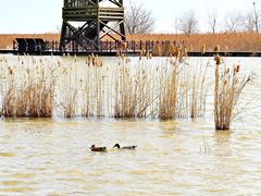 -盐城丹顶鹤湿地生态旅游区