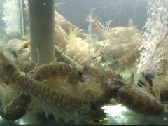 -凯华海鲜火锅·传承三十六年