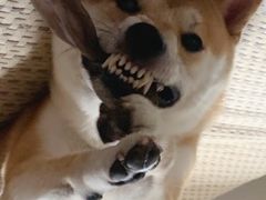 -北京观赏动物医院·24小时大型综合·猫专科·异宠专科