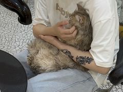 -momokira米努特·德文卷毛猫·棉花面纱犬
