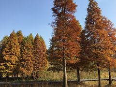 -溱湖国家湿地公园