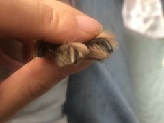 -1013 PET SHOP 宠物商店(近铁城市广场店)